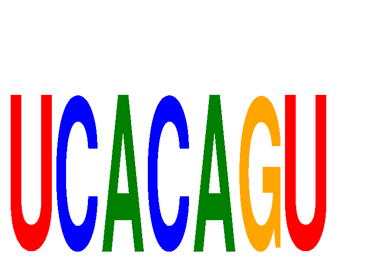 SeqLogo of UCACAGU