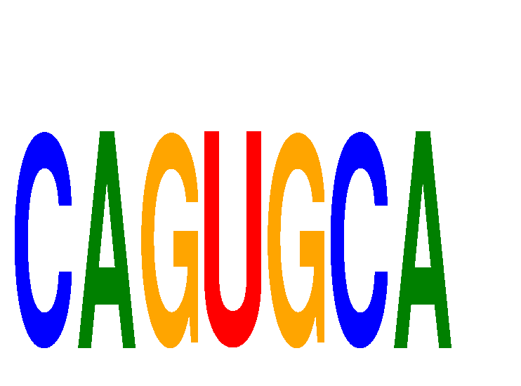 SeqLogo of CAGUGCA