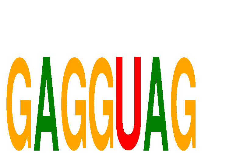 SeqLogo of GAGGUAG