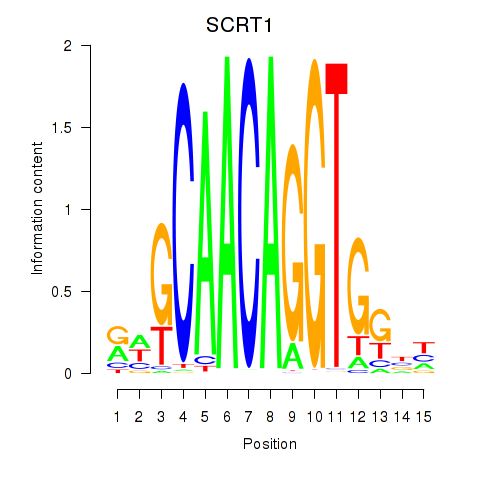 SeqLogo of SCRT1_SCRT2