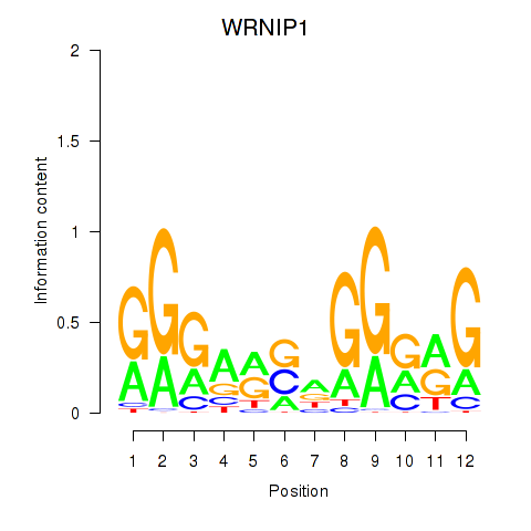 SeqLogo of WRNIP1