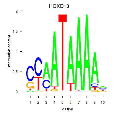 logo of HOXD13