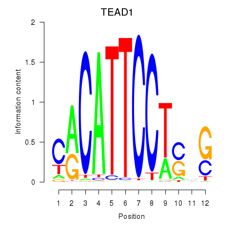 logo of TEAD1