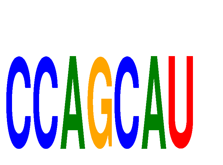 SeqLogo of CCAGCAU