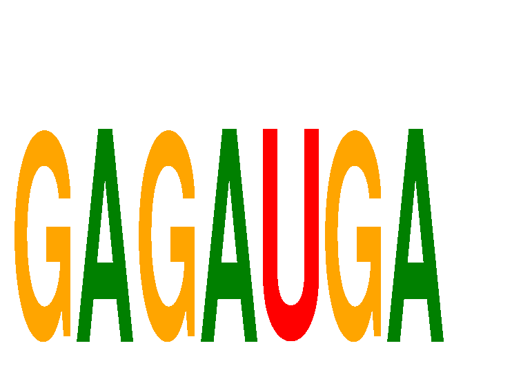 SeqLogo of GAGAUGA
