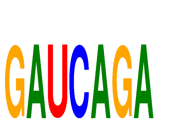 SeqLogo of GAUCAGA