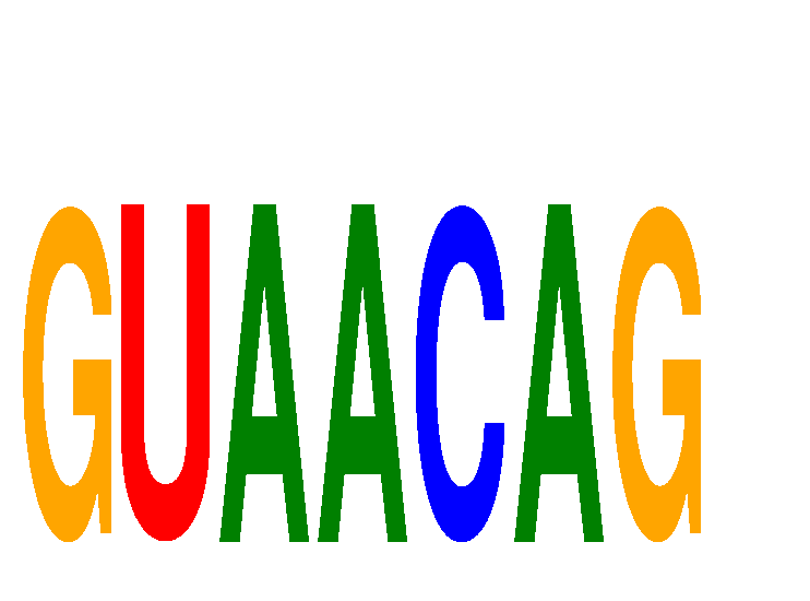 SeqLogo of GUAACAG