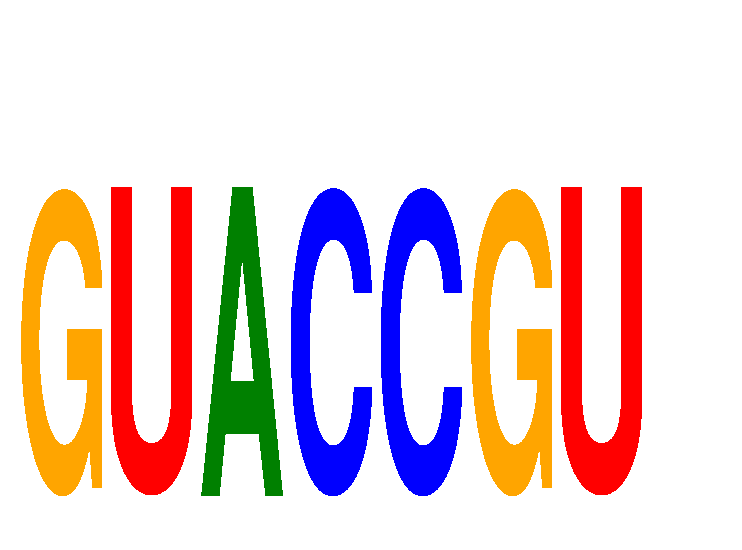 SeqLogo of GUACCGU