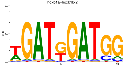 SeqLogo of hoxb1a+hoxb1b-2