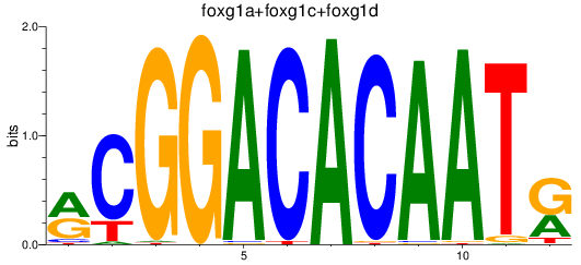 SeqLogo of foxg1a+foxg1c+foxg1d