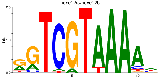 SeqLogo of hoxc12a+hoxc12b
