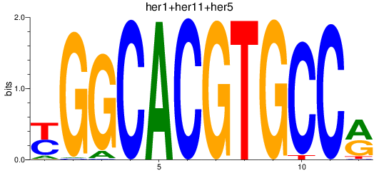 SeqLogo of her1+her11+her5_her12+her15.1+her15.2+her2+her4.1+her4.2+her4.3+her4.4