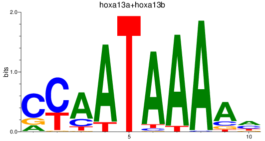 SeqLogo of hoxa13a+hoxa13b