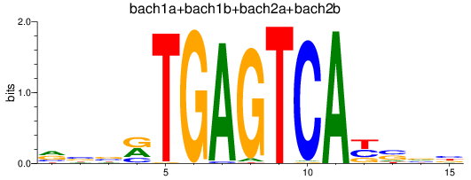 SeqLogo of bach1a+bach1b+bach2a+bach2b