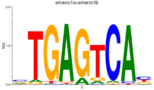 SeqLogo of smarcc1a+smarcc1b