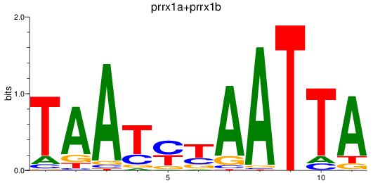 SeqLogo of prrx1a+prrx1b