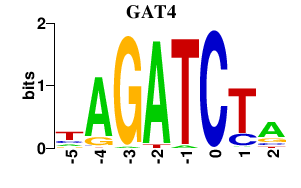 SeqLogo of GAT4